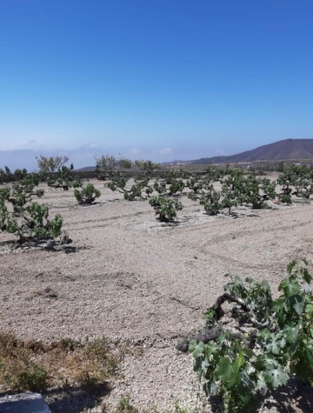  te koop boerderij Cruz De Tea Zona Sur 8