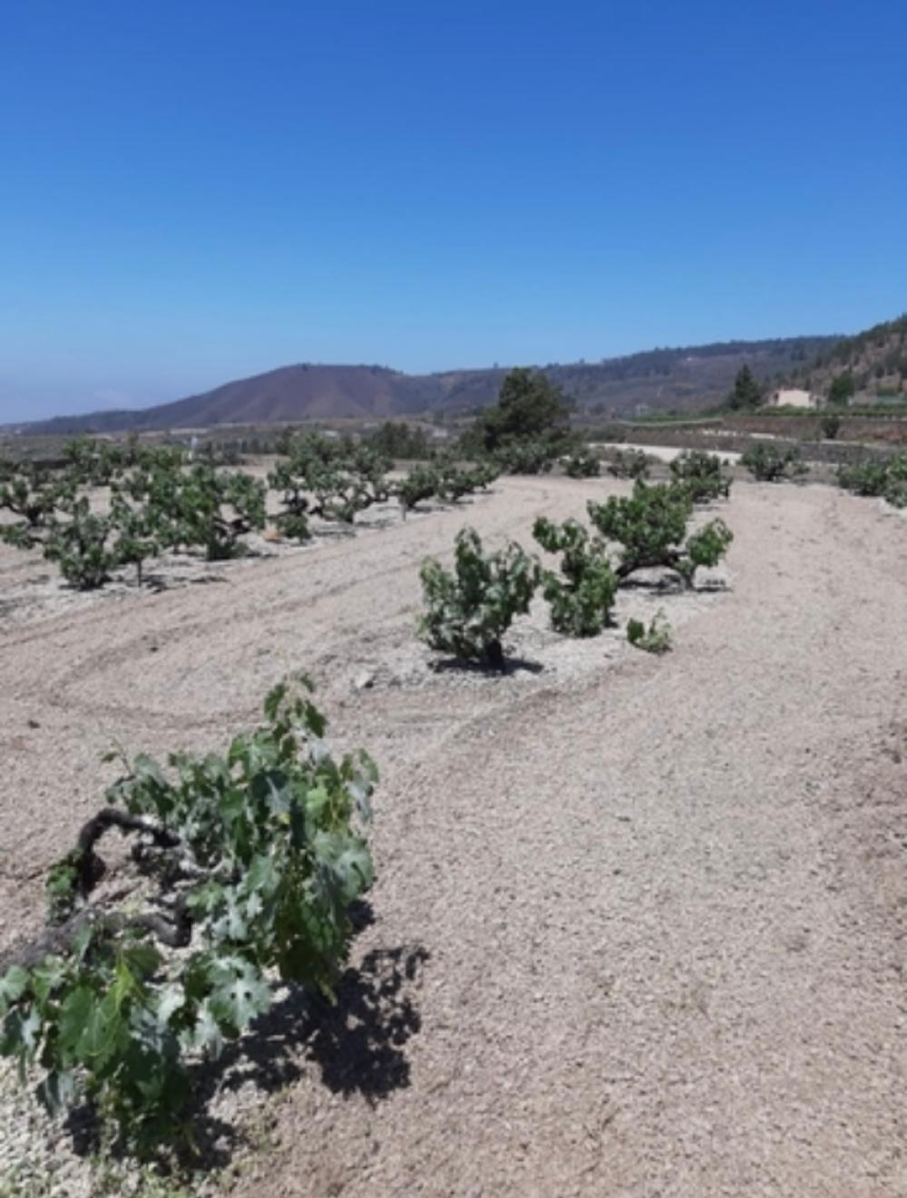  te koop boerderij Cruz De Tea Zona Sur 6