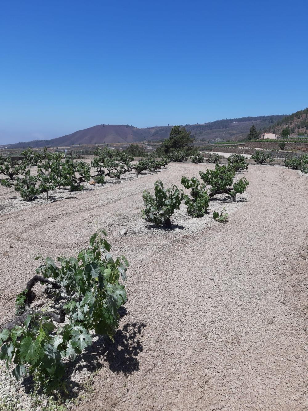  te koop boerderij Cruz De Tea Zona Sur 5