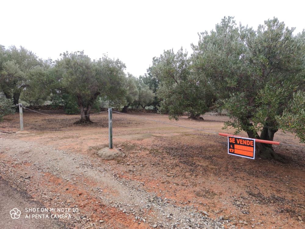  te koop boerderij Camarles Baix Ebre 2