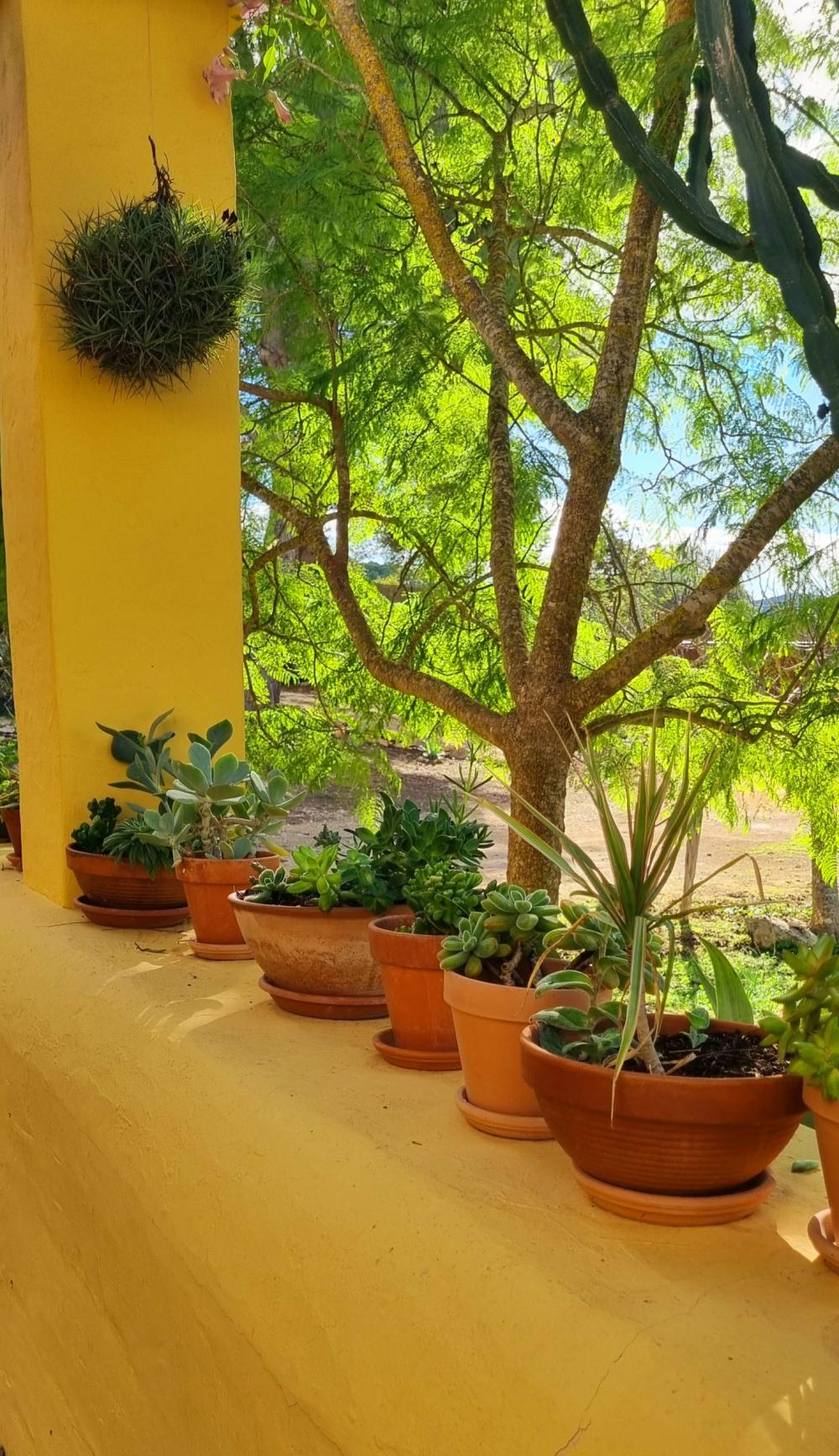  te koop boerderij Sant Rafel De Sa Creu Sant Antoni De Portmany 12