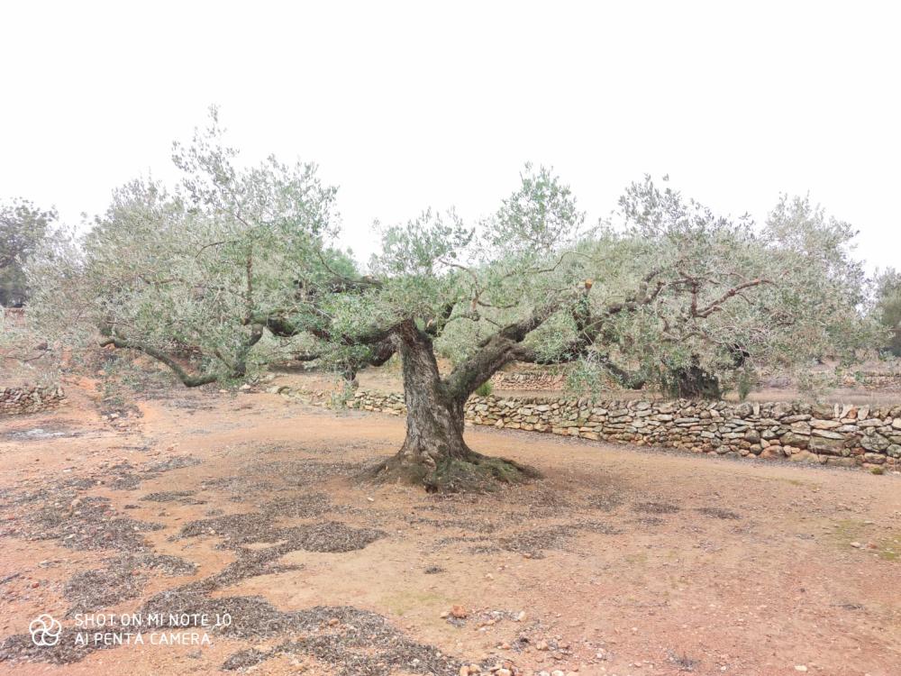  te koop boerderij Camarles Baix Ebre 7