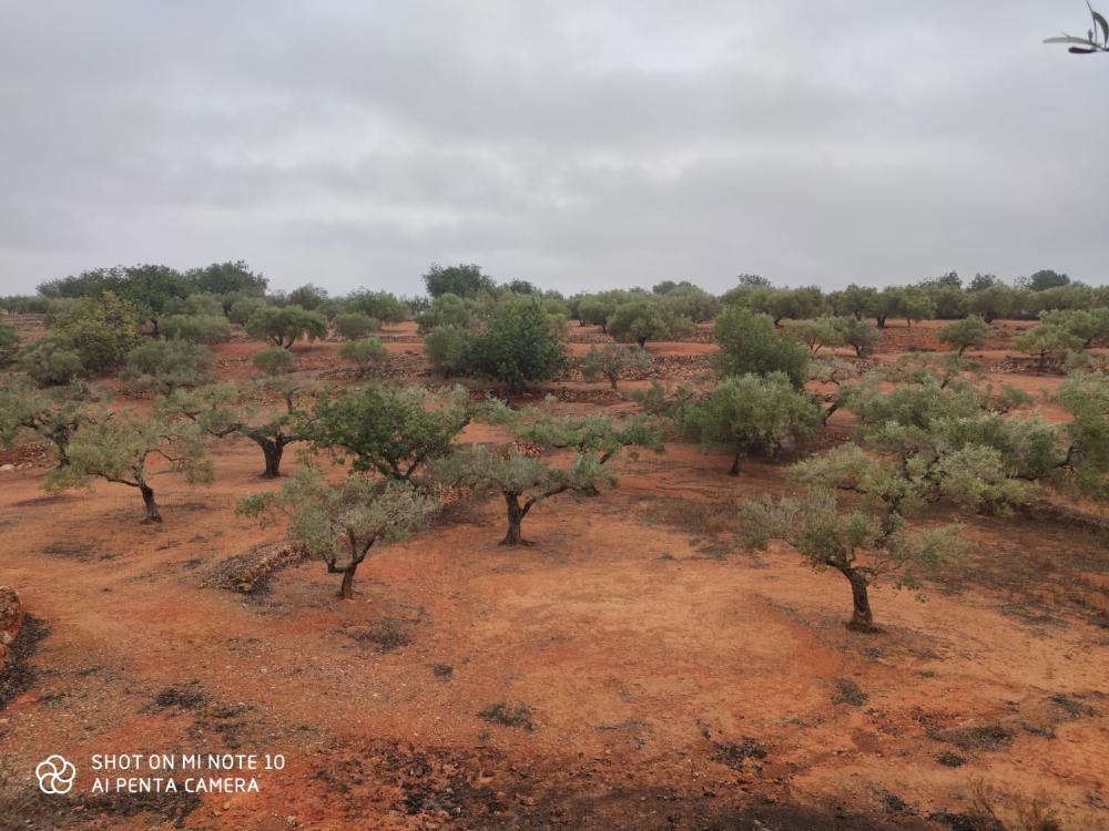  te koop boerderij Camarles Baix Ebre 5