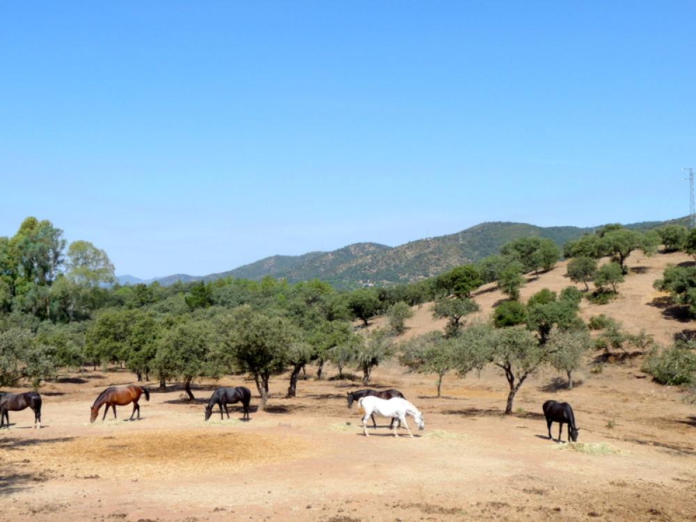  te koop boerderij Espiel Valle Del Guadiato 12