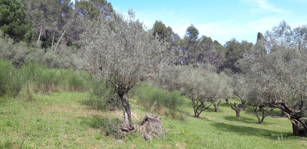  te koop boerderij Sant Andreu De La Barca Baix Llobregat 6