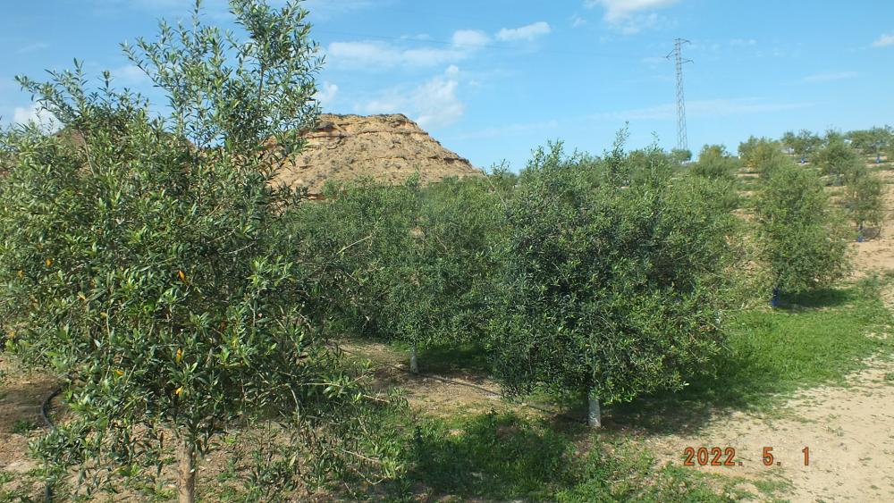  te koop boerderij Aitona Segrià 2