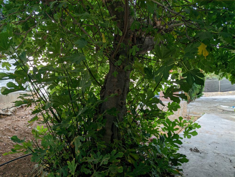  te koop perceel Castell De Ferro Costa Tropical 15