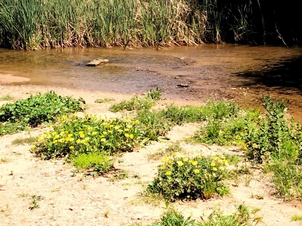  te koop bedrijfsruimte Villanueva Del Río Y Minas Vega Del Guadalquivir 18