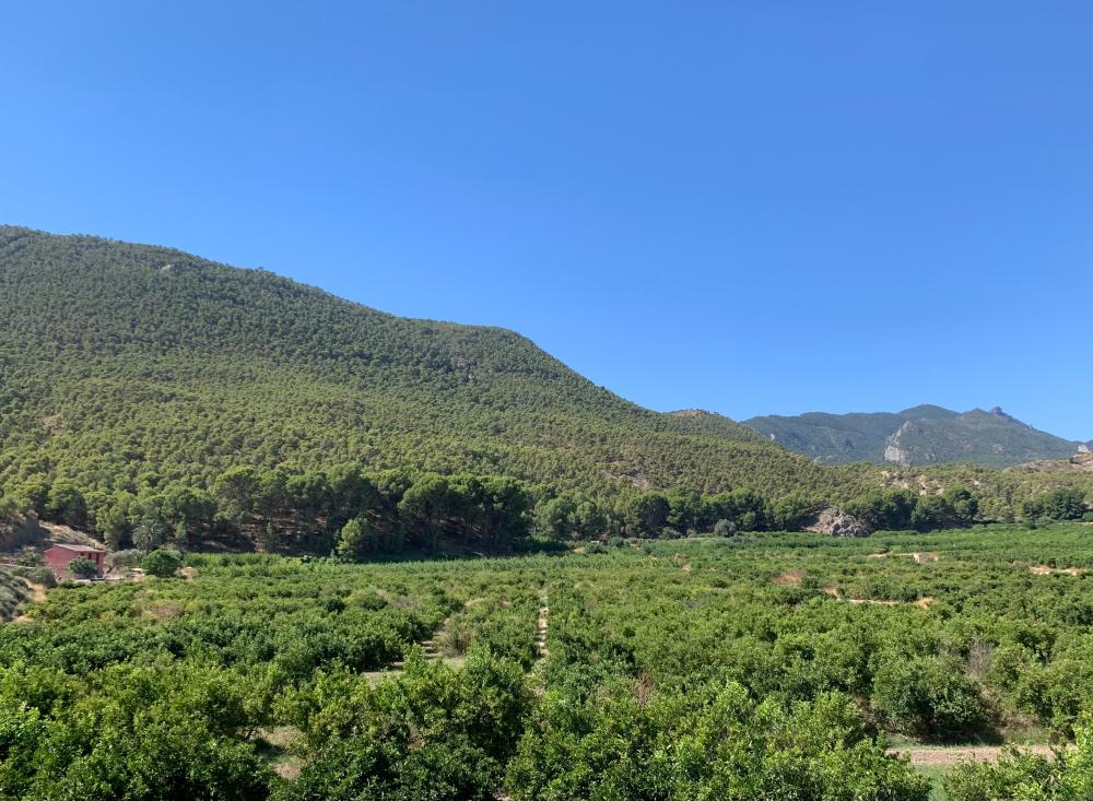  te koop boerderij Blanca Vega Alta Del Segura 11