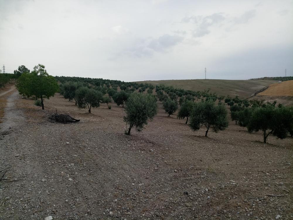  te koop boerderij Gabia Grande Vega De Granada 5