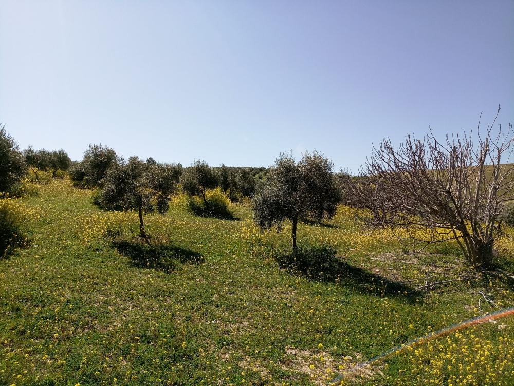  te koop boerderij Gabia Grande Vega De Granada 9