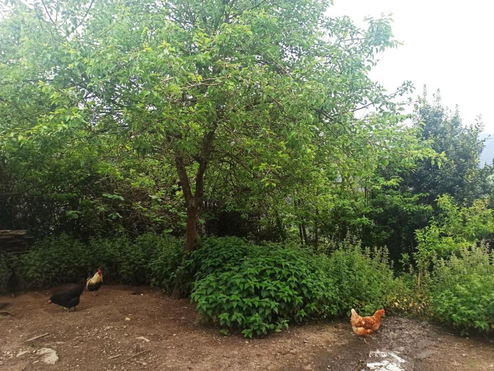 te koop boerderij Conforto Mariña Oriental 39