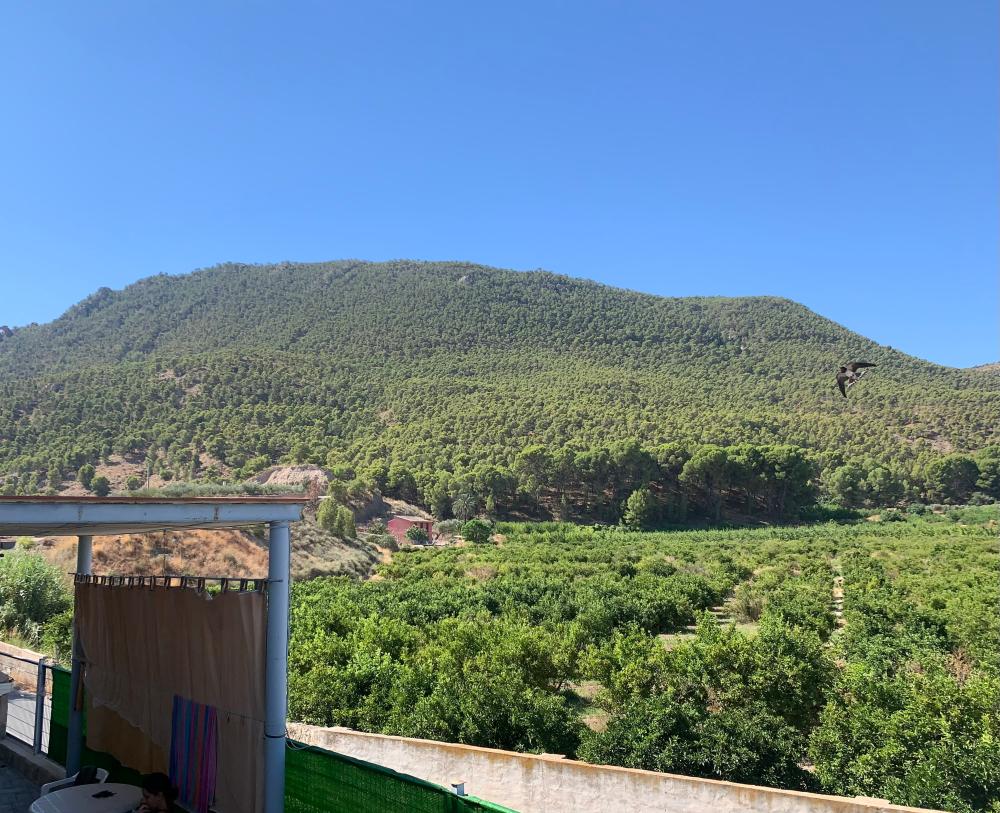  te koop boerderij Blanca Vega Alta Del Segura 5