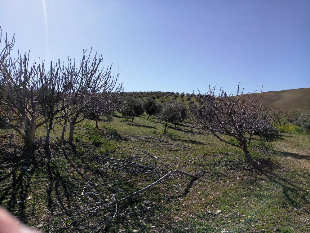 te koop boerderij Gabia Grande Vega De Granada 3