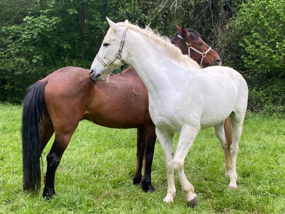  te koop boerderij Campo De Caso Nalón 89