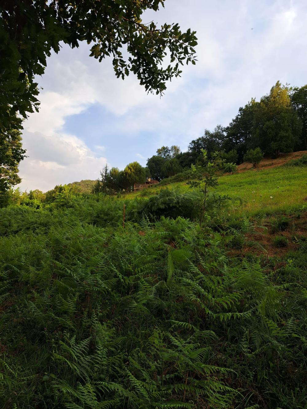  te koop boerderij Campo De Caso Nalón 15