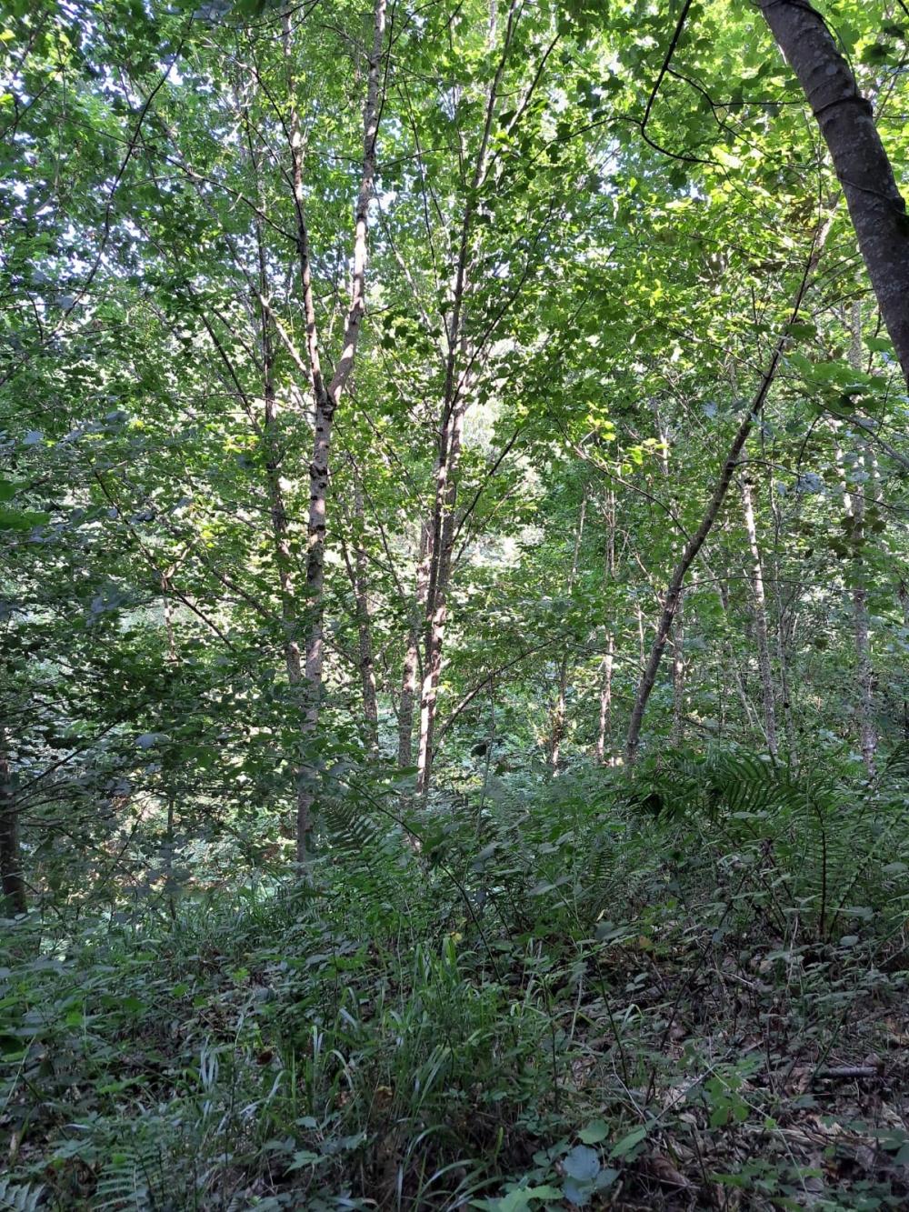  te koop boerderij Campo De Caso Nalón 23