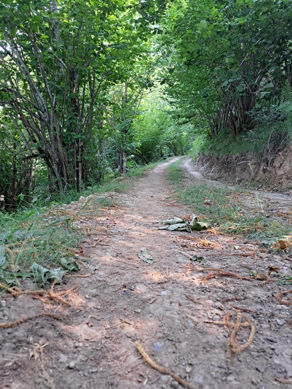  te koop boerderij Campo De Caso Nalón 16
