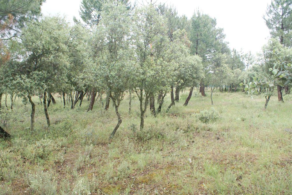  te koop perceel Marugán Campiña Segoviana 8
