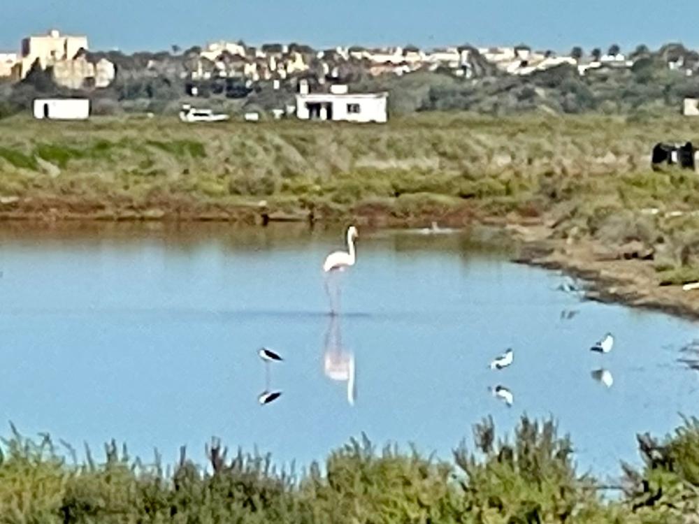 te koop rijtjeshuis Puerto Real Bahía De Cádiz 12