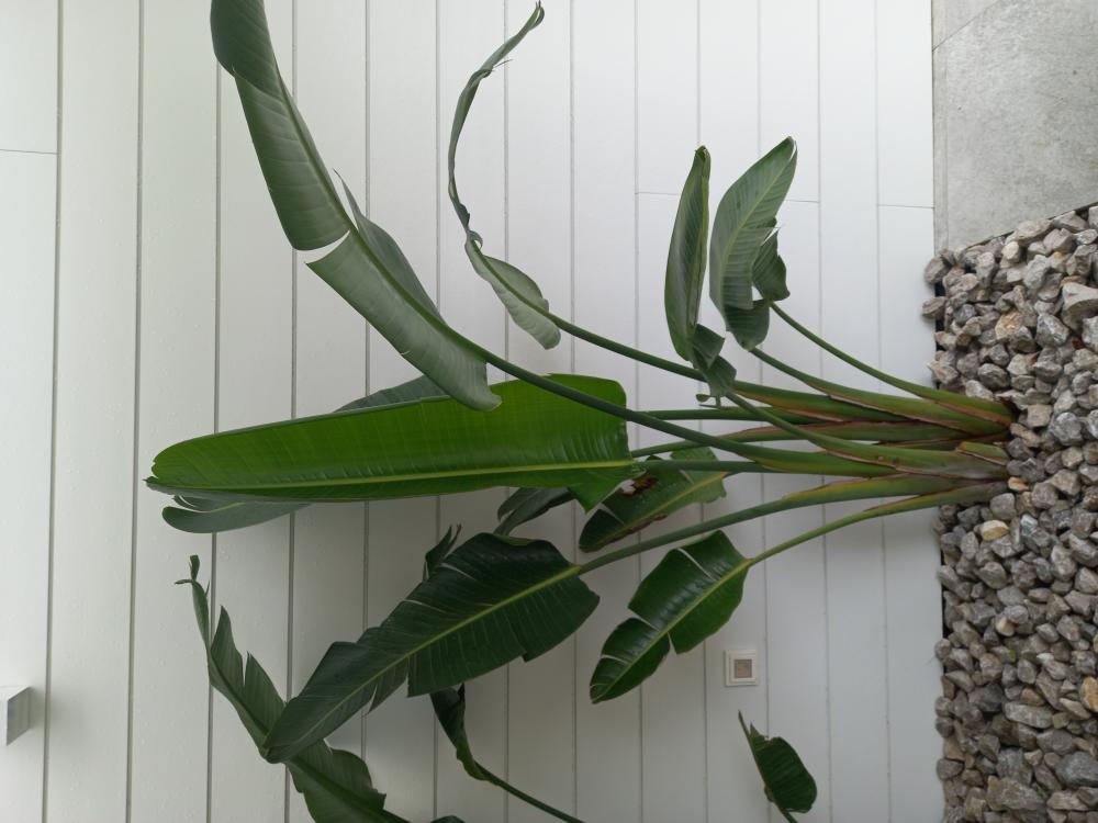  te koop huis Llanes Oriente 45