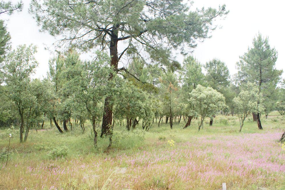  te koop perceel Marugán Campiña Segoviana 6