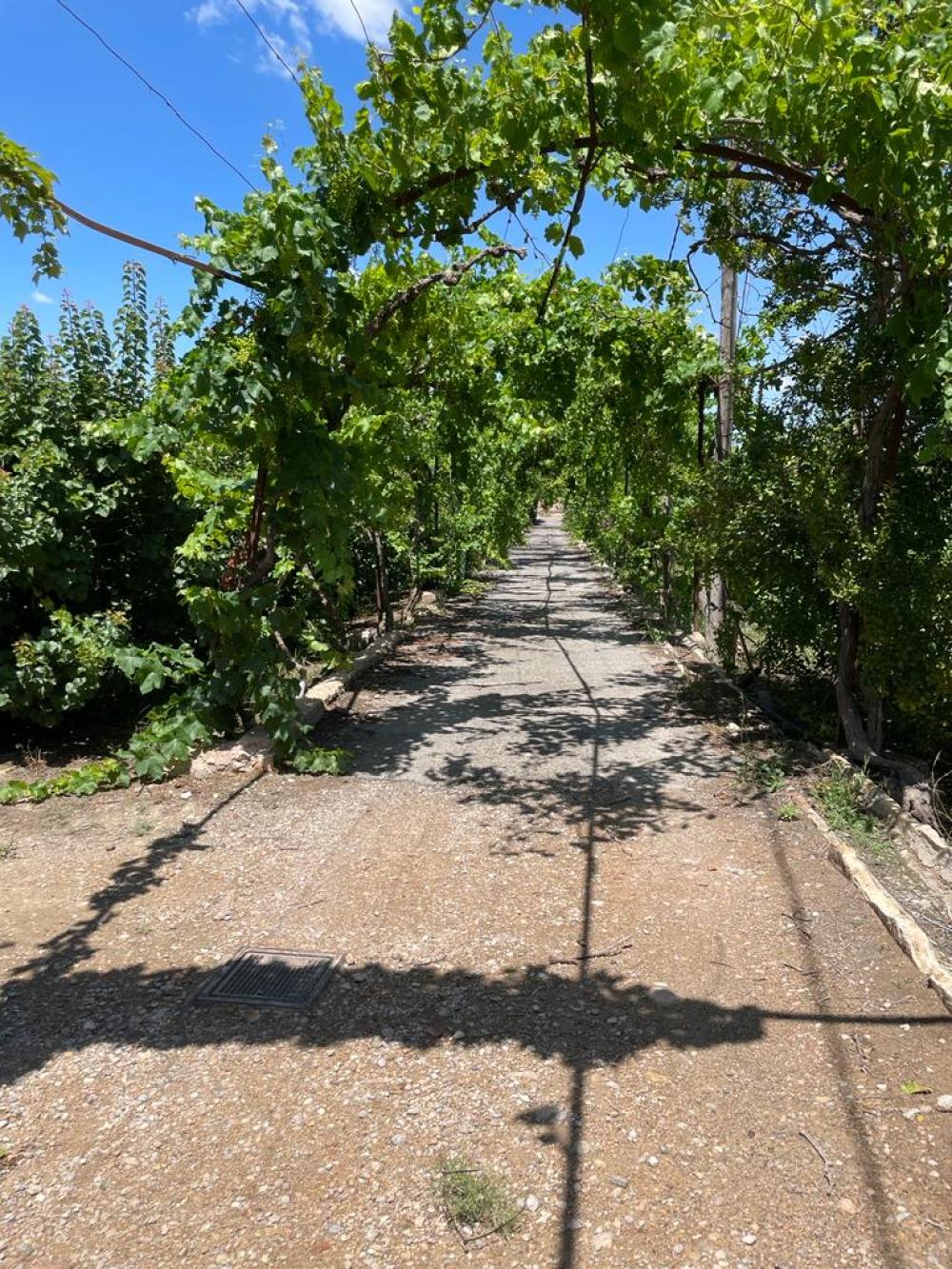  te koop boerderij Miravet Ribera D'ebre 5