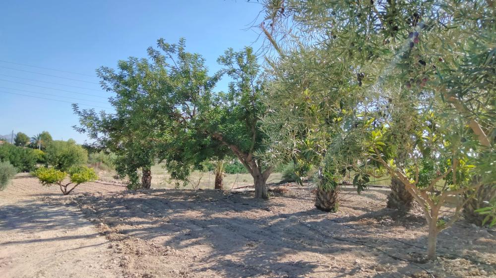  te koop boerderij La Murada Baix Segura 6