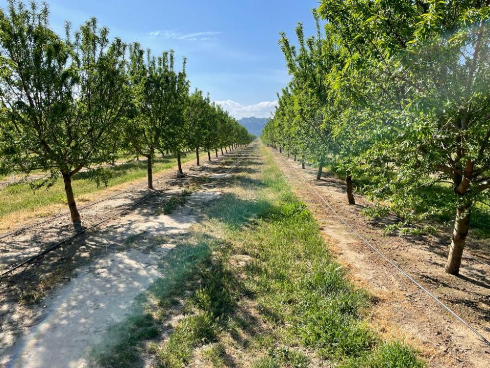  te koop boerderij Miravet Ribera D'ebre 6