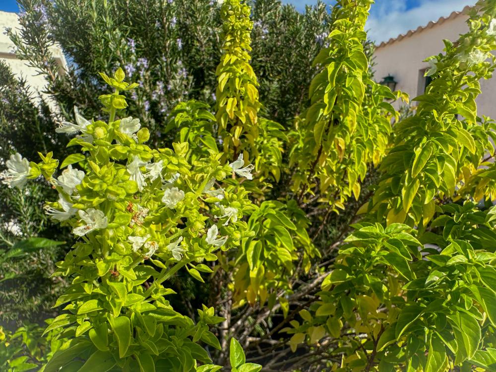 te koop boerderij El Socorro Zona Metropolitana 30