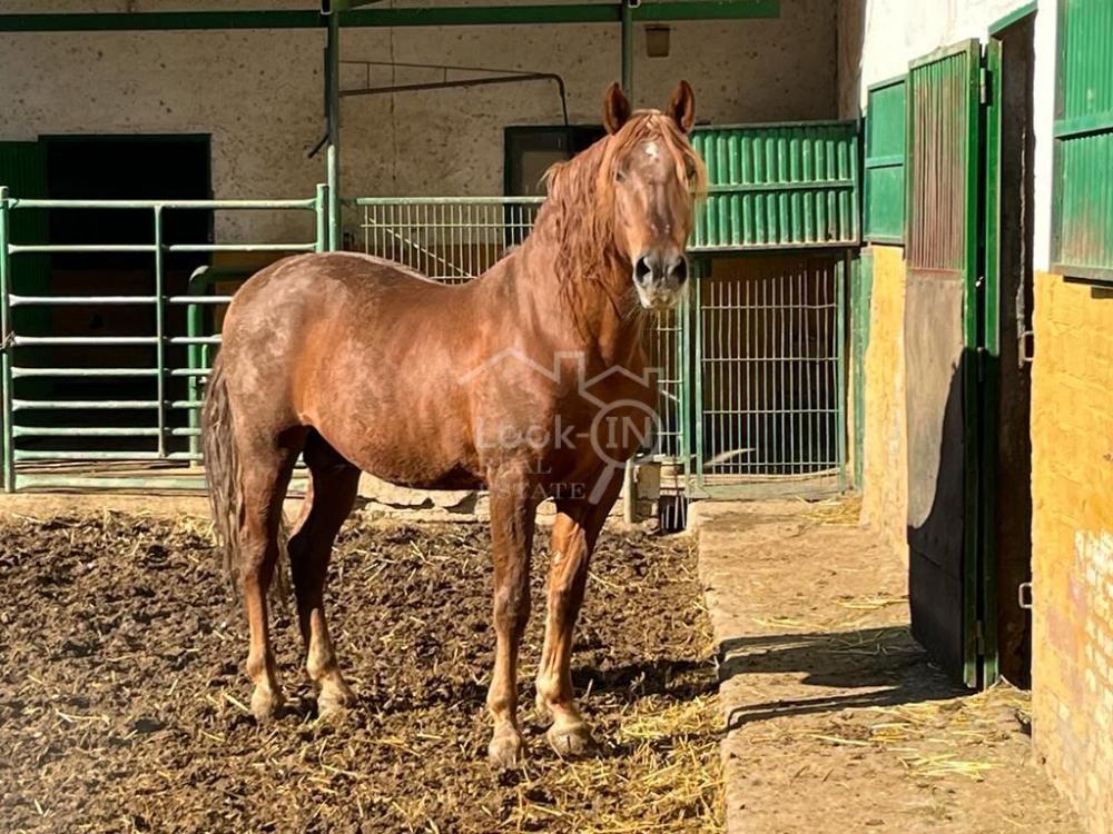 te koop boerderij Ronda Vega De Granada 42