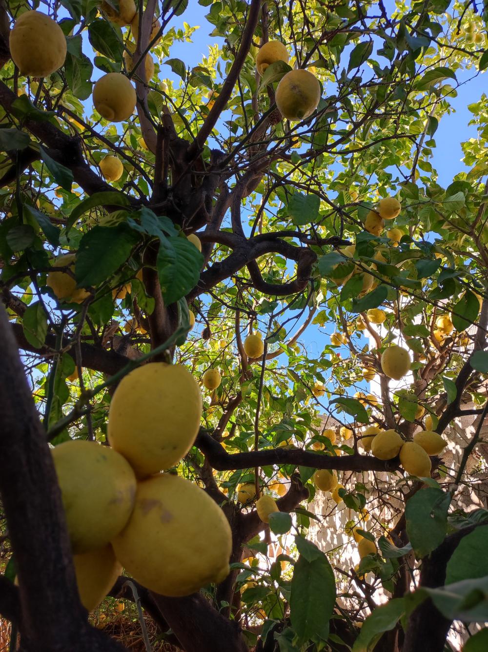  te koop rijtjeshuis Rincón De La Victoria Axarquía 35