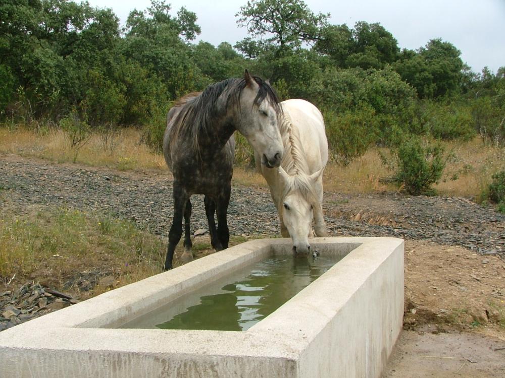  te koop boerderij Pozoblanco Pedroches (Los) 3