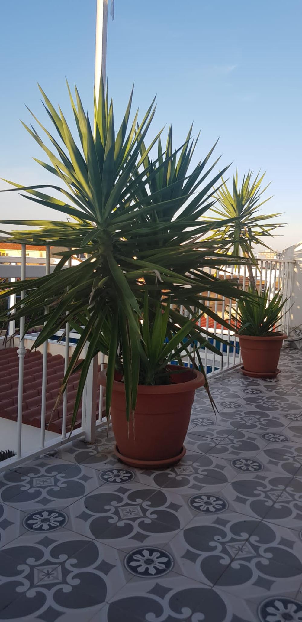  te koop rijtjeshuis Mairena Del Aljarafe Metropolitana De Sevilla 4