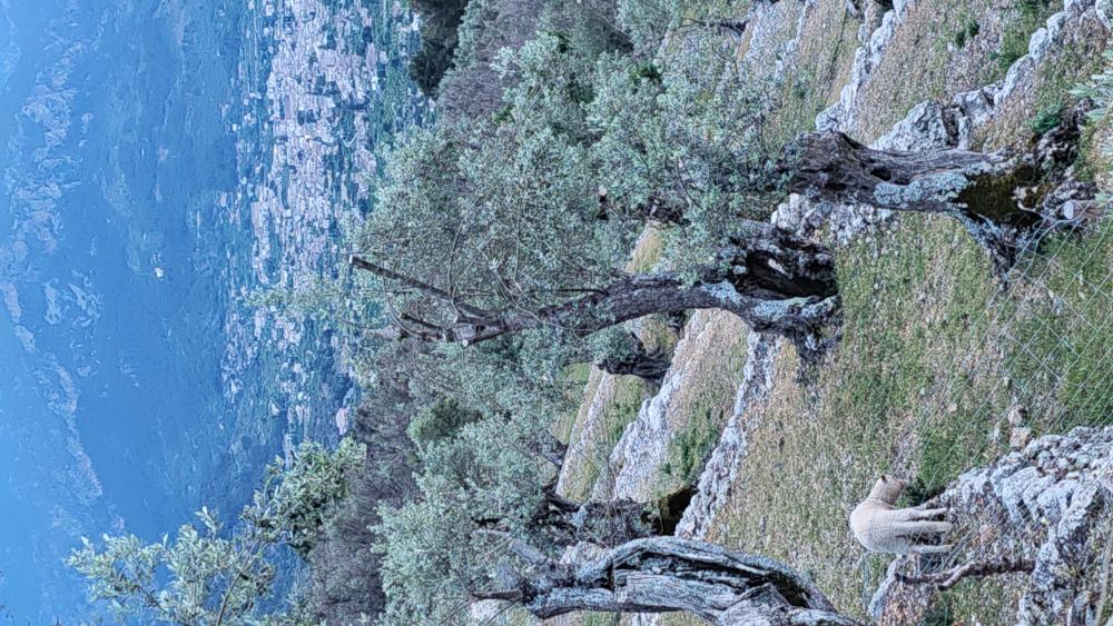  te koop boerderij Fornalutx Tramuntana 11