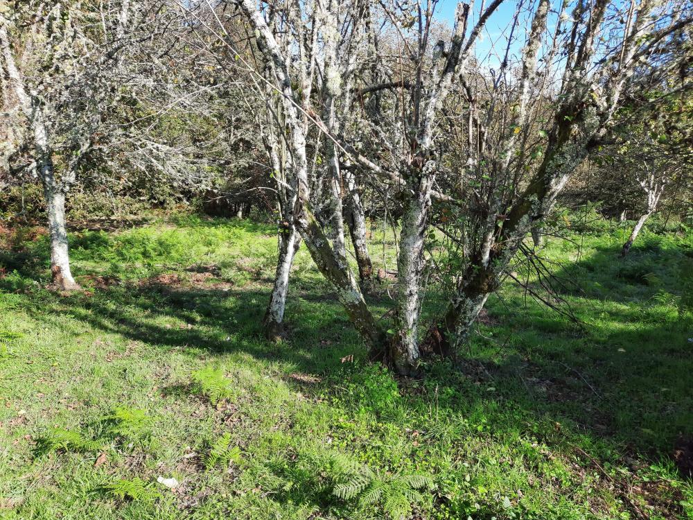  te koop huis Bubeiras Ourense 5