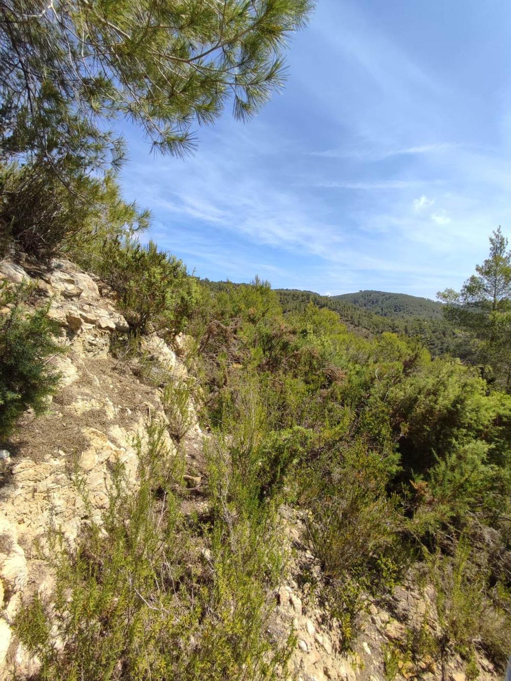  te koop perceel Sant Carles De Peralta Santa Eulària Des Riu 4