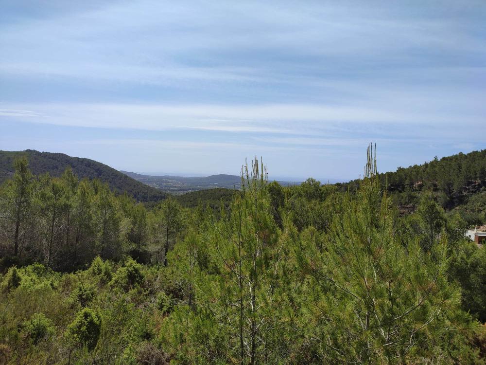  te koop perceel Sant Carles De Peralta Santa Eulària Des Riu 2