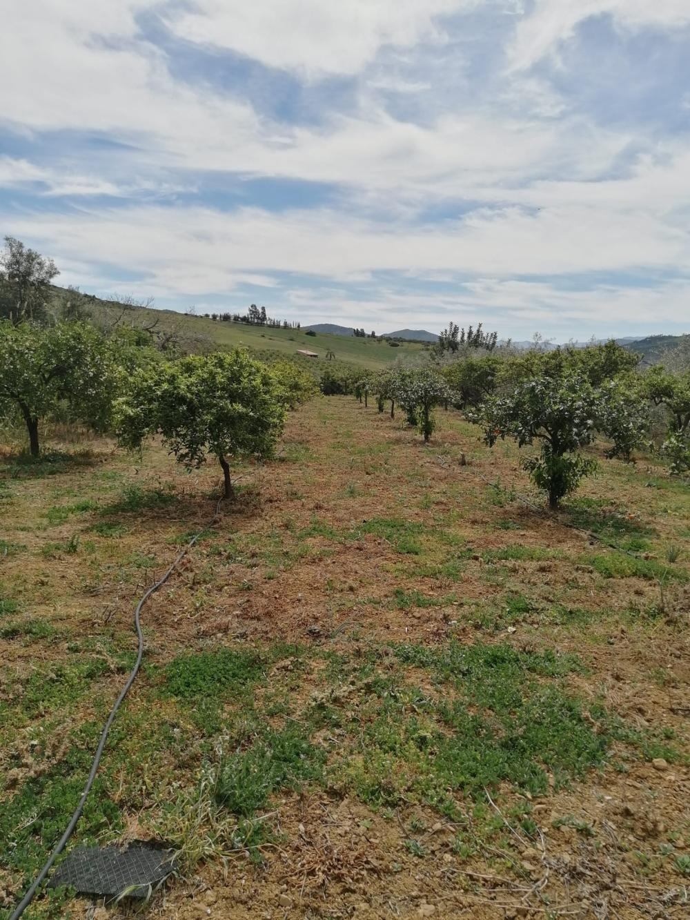  te koop huis Bermejo-Caracuel Valle Del Guadalhorce 39