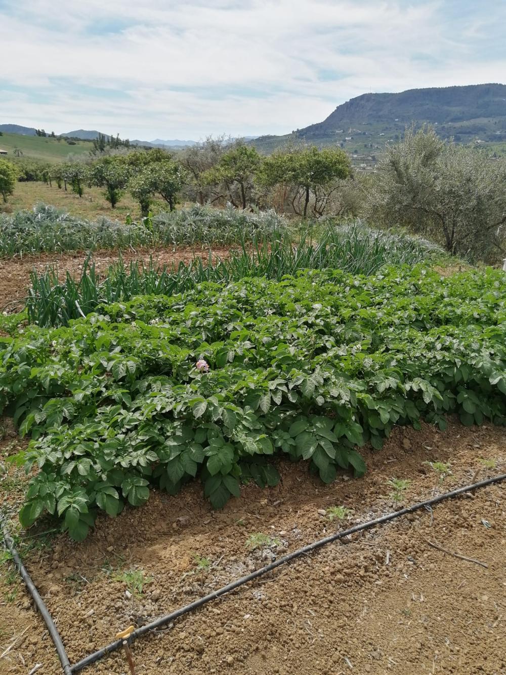  te koop huis Bermejo-Caracuel Valle Del Guadalhorce 38