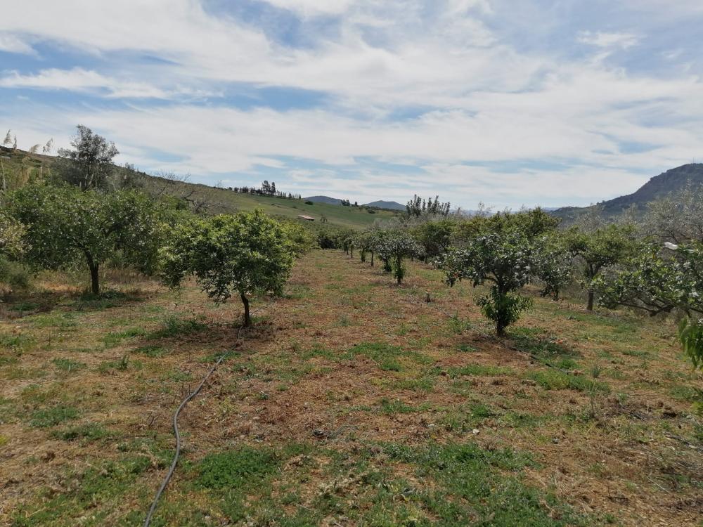  te koop huis Bermejo-Caracuel Valle Del Guadalhorce 37