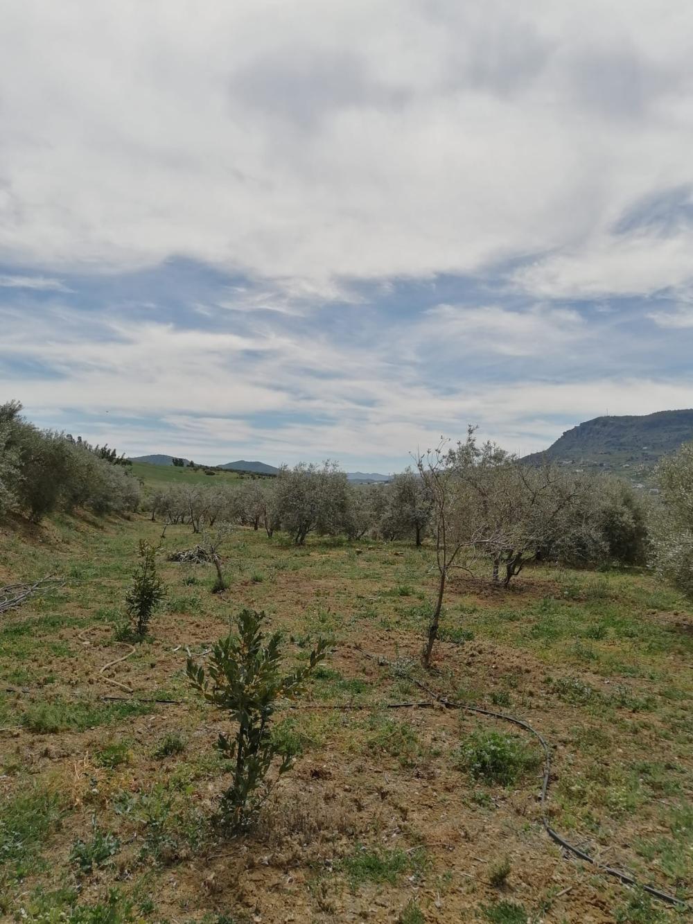  te koop huis Bermejo-Caracuel Valle Del Guadalhorce 33