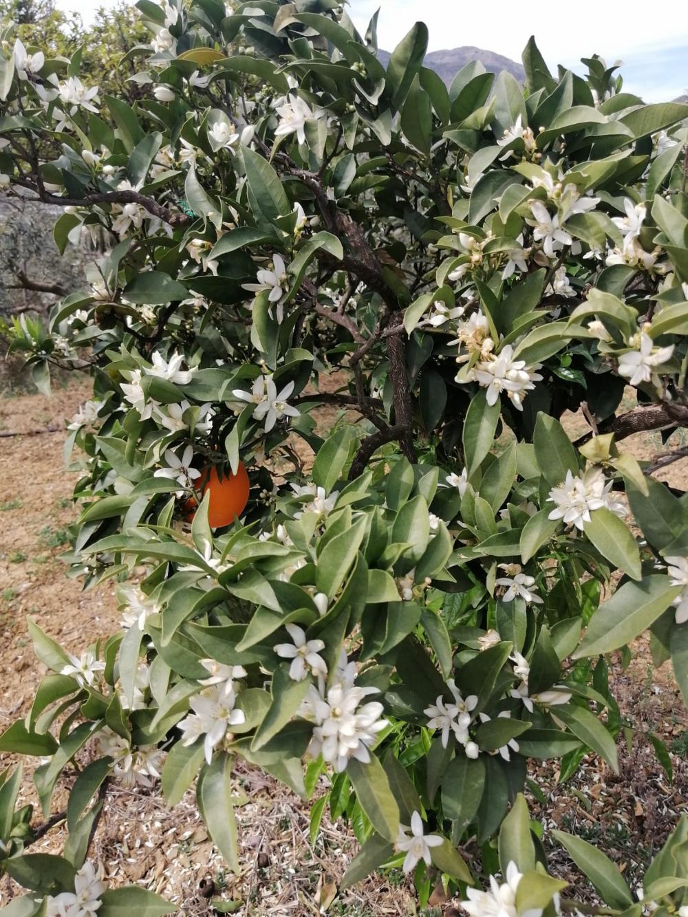  te koop huis Bermejo-Caracuel Valle Del Guadalhorce 35