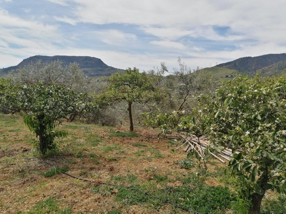  te koop huis Bermejo-Caracuel Valle Del Guadalhorce 36