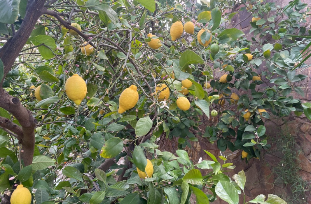  te koop boerderij Villanueva Del Río Segura Valle De Ricote 26