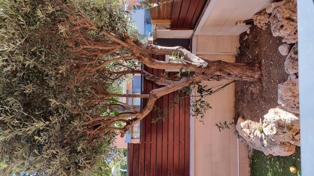  te koop huis Arenys De Mar Maresme 15