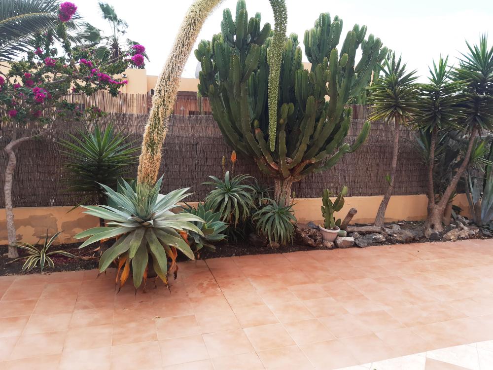  te koop huis Geafond Oliva (La) 4