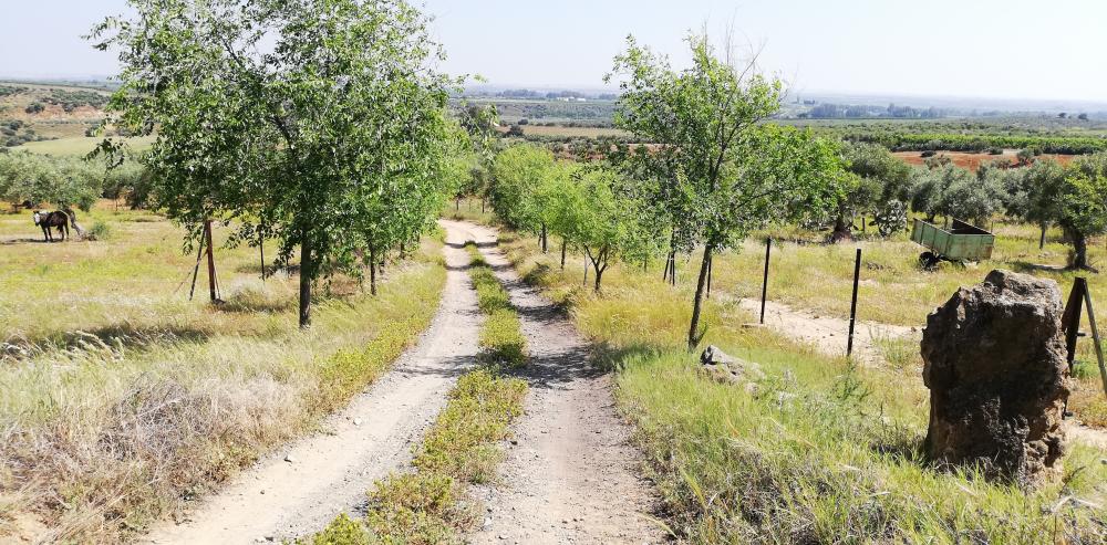  te koop boerderij Villanueva Del Río Y Minas Vega Del Guadalquivir 37