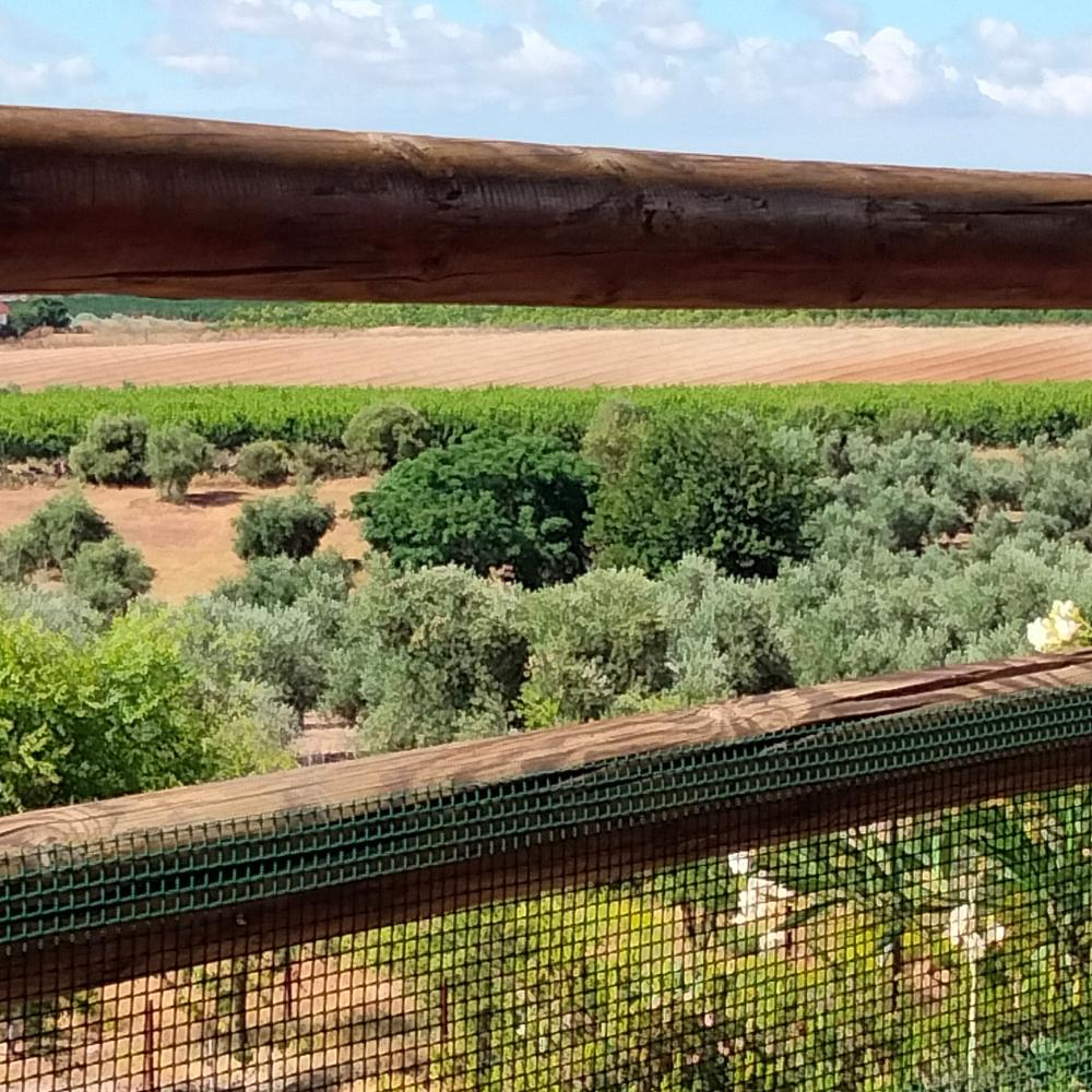  te koop boerderij Villanueva Del Río Y Minas Vega Del Guadalquivir 13