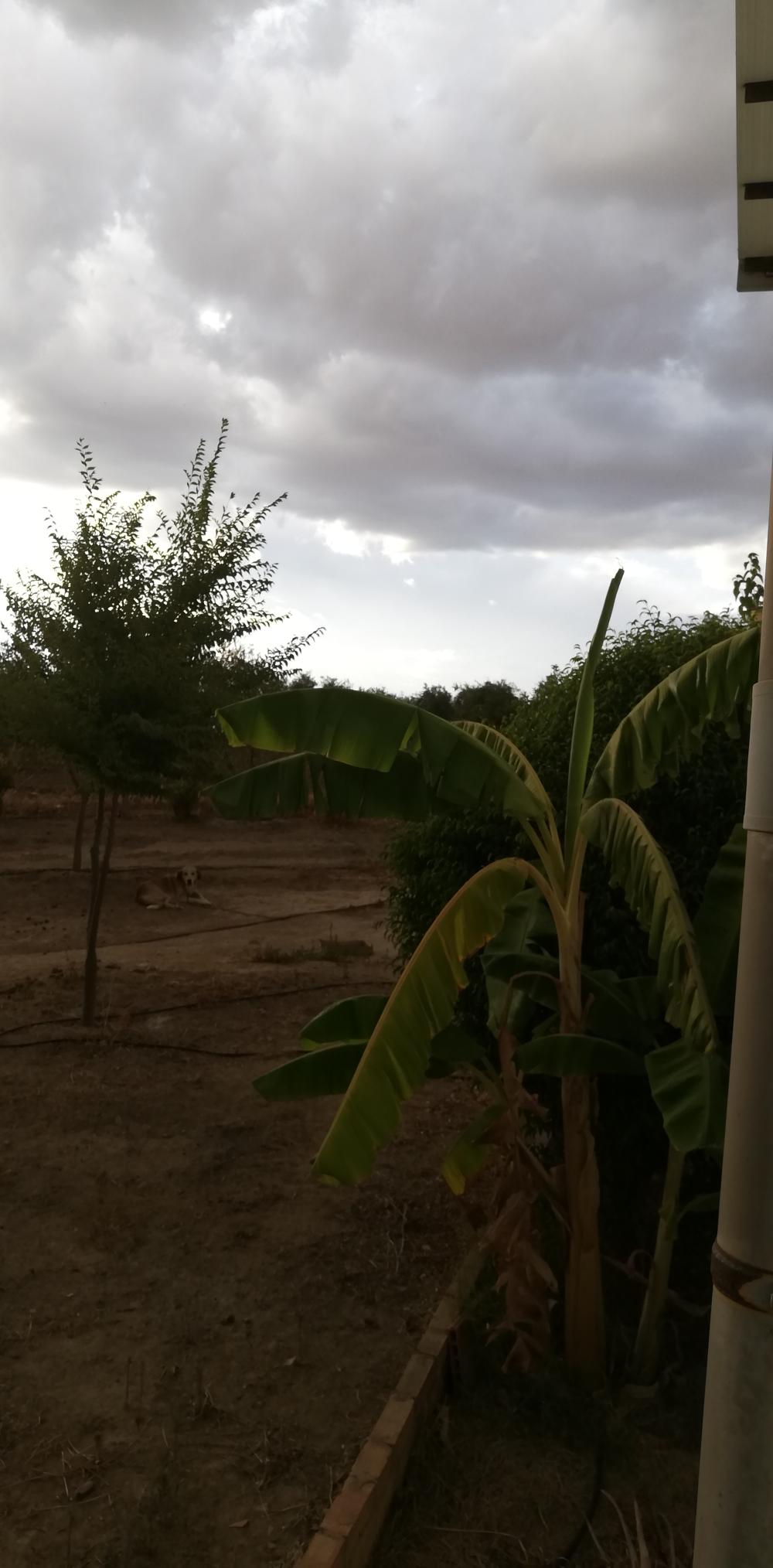  te koop boerderij Villanueva Del Río Y Minas Vega Del Guadalquivir 21